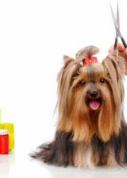  petgroomer websites